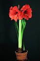 Amaryllis in voller Pracht